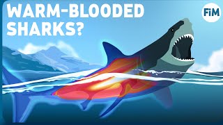 Why only some Sharks are WarmBlooded [upl. by Khichabia]