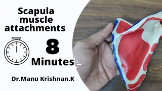 Scapula Muscle attachments Short and easy in 8 minutes [upl. by Golda]