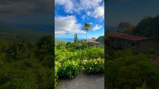 Kona Coffee farm [upl. by Aronle842]