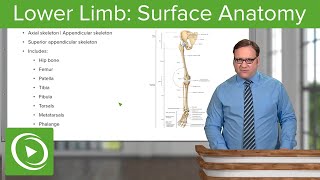 Lower Limb Surface Anatomy amp Osteology – Anatomy  Lecturio [upl. by Amilb]