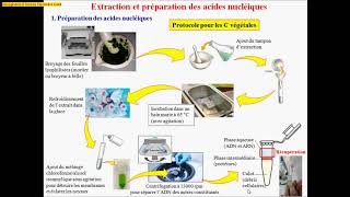 Étapes de lextraction dADN et PCR [upl. by Phare983]