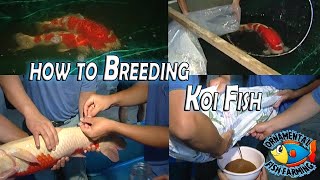 How to Breed Koi Carp Fish and Take Care of Baby Koi  Japanese koi Fish Farm [upl. by Arreik936]