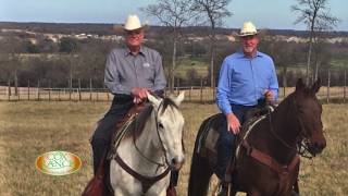 Bobby Cox Ranch  Quarter Horses [upl. by Mahgirb752]