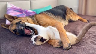 German shepherd and cat play in their owners bed [upl. by Demetra743]