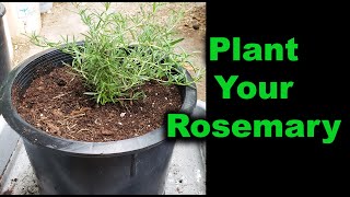 How To Plant Rosemary [upl. by Caplan]