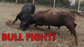 the BULLS BATTLE for dominance  combining the cattle herds amp turning them out on fall pasture [upl. by Buell]