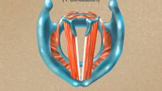 How the Larynx Produces Sound [upl. by Caddaric]