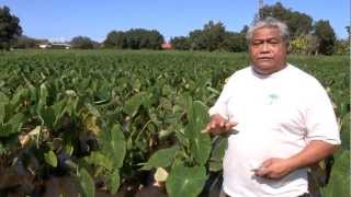 Jerry Konanui on Kalo Biodiversity Ancient Wisdom and Modern Science [upl. by Ahseniuq898]