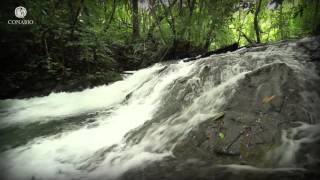 Diversidad de sabores Selvas húmedas  ECOSISTEMAS DE MÉXICO [upl. by Otsirc]