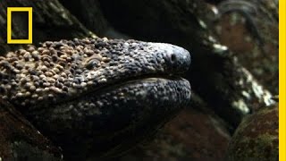 Giant Salamander As Big As a Dog  National Geographic [upl. by Zwiebel757]