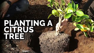 How to Plant Citrus Trees From Start to Finish COMPLETE GUIDE 🍊 [upl. by Sucramej]