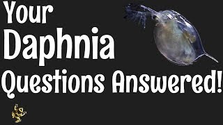 Daphnia Questions Answered [upl. by Yelra470]