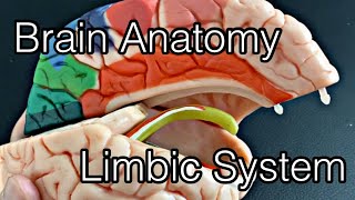 Anatomy of brain limbic system English [upl. by Laban]