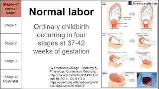 Normal labor ordinary delivery [upl. by Ambros]