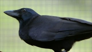 Are Crows the Ultimate Problem Solvers  Inside the Animal Mind  BBC Earth [upl. by Ecinahc846]