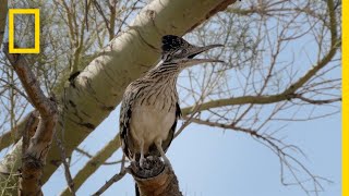 Snake vs Roadrunner Faceoff  National Geographic [upl. by Mabelle]