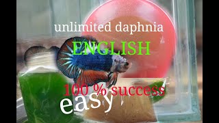 daphnia moina culture Easy way Unlimited production English  with sub Green water Chlorella [upl. by Conchita866]