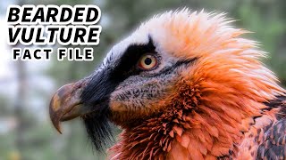 Bearded Vulture Facts a BIRD that EATS BONES  Animal Fact Files [upl. by Ellenod]