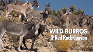 Wild Burros at Red Rock Canyon  Wild Horse and Burro Adoption Program [upl. by Arahd170]