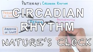 Circadian Rhythm  Pathway of Biological Clock [upl. by Faythe]