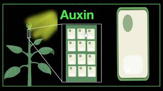 Major plant hormones amp how to remember  Control amp Coordination  Biology  Khan Academy [upl. by Yztim]