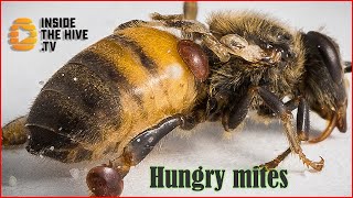 Varroa mite feeding on honey bee Apis mellifera shorts [upl. by Ecinom]