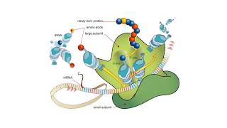 Proteínas  BIOQUÍMICA Estructuras proteicas y aminoácidos [upl. by Harlene386]