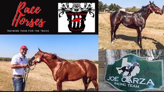 Race Horses  Lifestyle  Quarter Horses [upl. by Waxman]