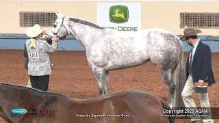 2020 AQHA Select Performance Halter Mares [upl. by Aluor45]