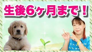 犬のしつけは生後６ヶ月までが大事！教えておきたい７つのしつけ [upl. by Thebazile]