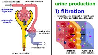 The Urinary System [upl. by Enaj]