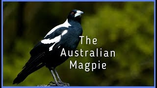 The Australian Magpie [upl. by Aydan]