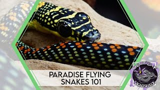 Paradise Flying Snakes 101  Care Guide  Creatures of Nightshade [upl. by Leila]