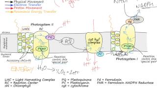 Photosynthetic Electron Transport [upl. by Lindahl]