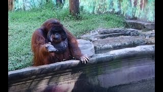 Orangutan Asks for Banana Then Throws Back Peel [upl. by Naitsihc]