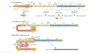 operon ara arabinosa arabinose Gene expression expresión genética biología molecular biology [upl. by Anilegnave]