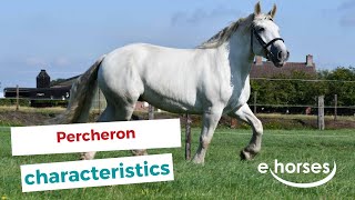 Percheron  characteristics origin amp disciplines [upl. by Oira]