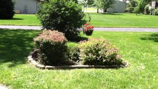 How to trim Barberry and Yew bushes [upl. by Armillda808]