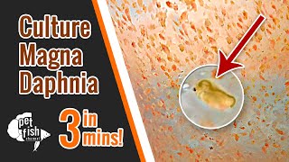 How to culture DAPHNIA MAGNA  The easy way [upl. by Anwahsak]