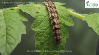 Helicoverpa armigera larva treated with Helicovex a biological insecticide [upl. by Susann]