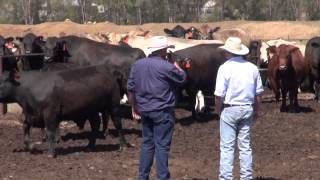 Supplying Hereford Cattle to Feedlots [upl. by Laenej510]