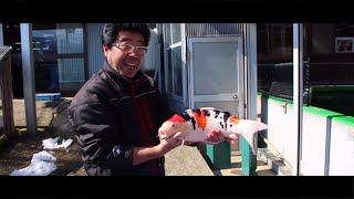 What is it like to buy Koi in Japan during the winter [upl. by Essilevi]