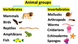 Animal groups  Vertebrates amp invertebrates [upl. by Ardnal525]