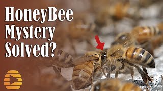 HONEY BEE Apis mellifera washboarding mystery solved Dr Tom Seeley is right [upl. by Nnylirak]