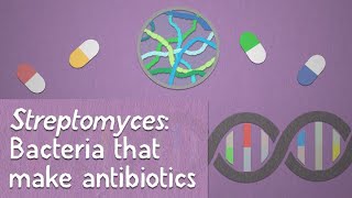 Streptomyces Bacteria that make antibiotics [upl. by Randene370]