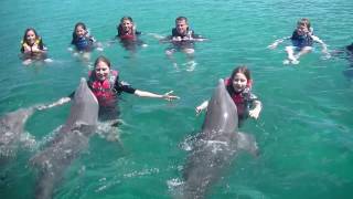 Swimming with Dolphins Nassau Bahamas [upl. by Gottwald]