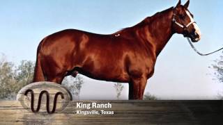 AQHA 75Year Breeder Salute [upl. by Esila248]