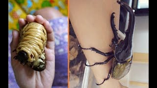 Everything You Need To Know About Giant Beetles [upl. by Alfred]