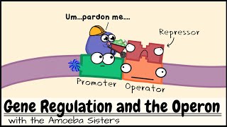 Gene Regulation and the Operon [upl. by Drawets]