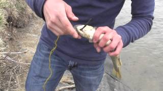 How to Use a Fishing Stringer Keeping Fish Alive While Fishing   Different Types [upl. by Helse74]